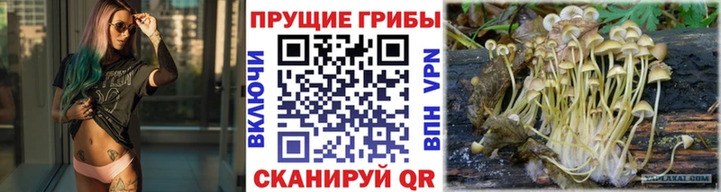 Галлюциногенные грибы MAGIC MUSHROOMS  где найти   Славгород 